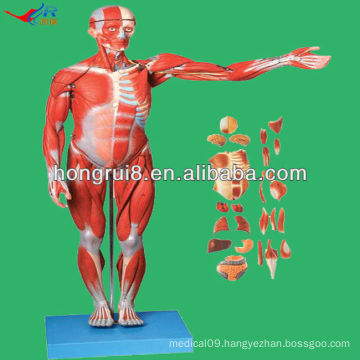 2013 HOT SALE 170cm Life Size Deluxe human muscle and organs anatomy model,human muscle anatomy